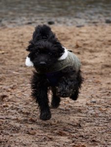 black cava poo dog running on sandy beach